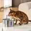 The KittySpout™ - 2.2L Fountain 2–month Kit